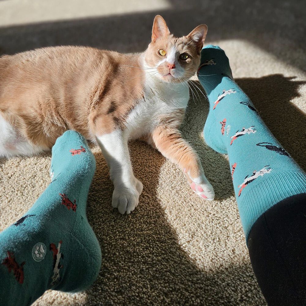 Gift Box - Socks That Save Cats